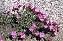 096_Late_blooming_Rock_Fringe.jpg