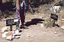 331_Dusy_Basin_trail_cutoff.jpg