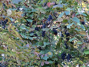 IMG_2686 grape vines.JPG