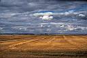 226_Wheat_fields_Saskatchewan.jpg