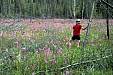 151 Fireweed in old burn area.jpg 151 Fireweed in old burn area.jpg