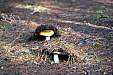 169 Simpson Lake mushrooms.jpg 169 Simpson Lake mushrooms.jpg