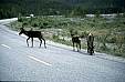187 Caribou on road below Muncho Lake.jpg 187 Caribou on road below Muncho Lake.jpg