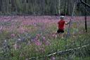 151_Fireweed_in_old_burn_area.jpg