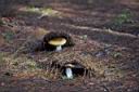 169_Simpson_Lake_mushrooms.jpg