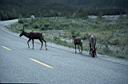 187_Caribou_on_road_below_Muncho_Lake.jpg