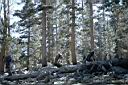 024_Up_thru_treeline.jpg