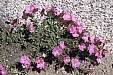 096 Late blooming Rock Fringe.jpg 096 Late blooming Rock Fringe.jpg