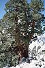 335 Sierra Juniper on trail.jpg 335 Sierra Juniper on trail.jpg