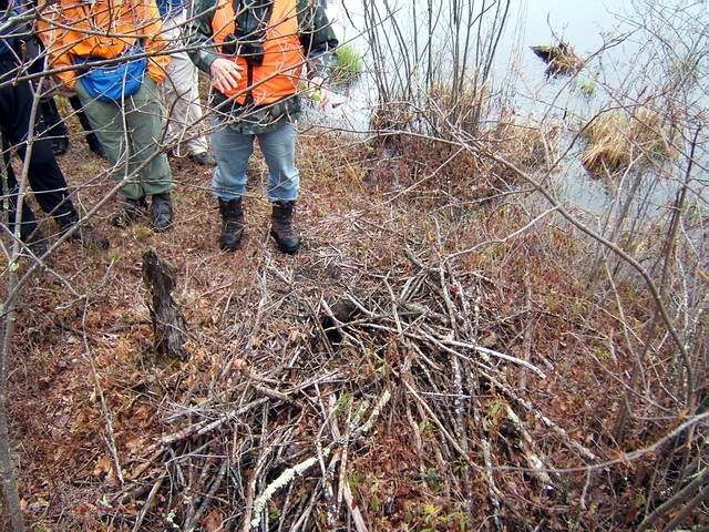 beaverpond_042807_20.jpg
