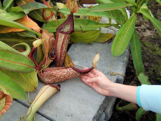 botanical_111007_24.JPG