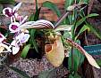 botanical_111007_17.JPG