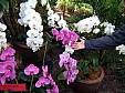 botanical_111007_19.JPG