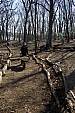 blackstone_041908_04.JPG