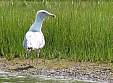 IMG_2175a.jpg