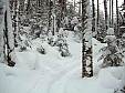 03_snow trees.JPG