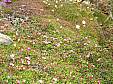 Alpine flowers3.JPG