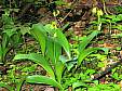 Clintonia flower2.JPG
