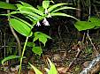 Rose clasping twisted stalk.JPG