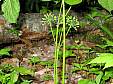 Wild sassparilla flower.JPG