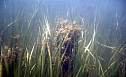 great_island_07.jpg
