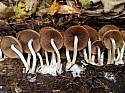 Mushrooms.jpg