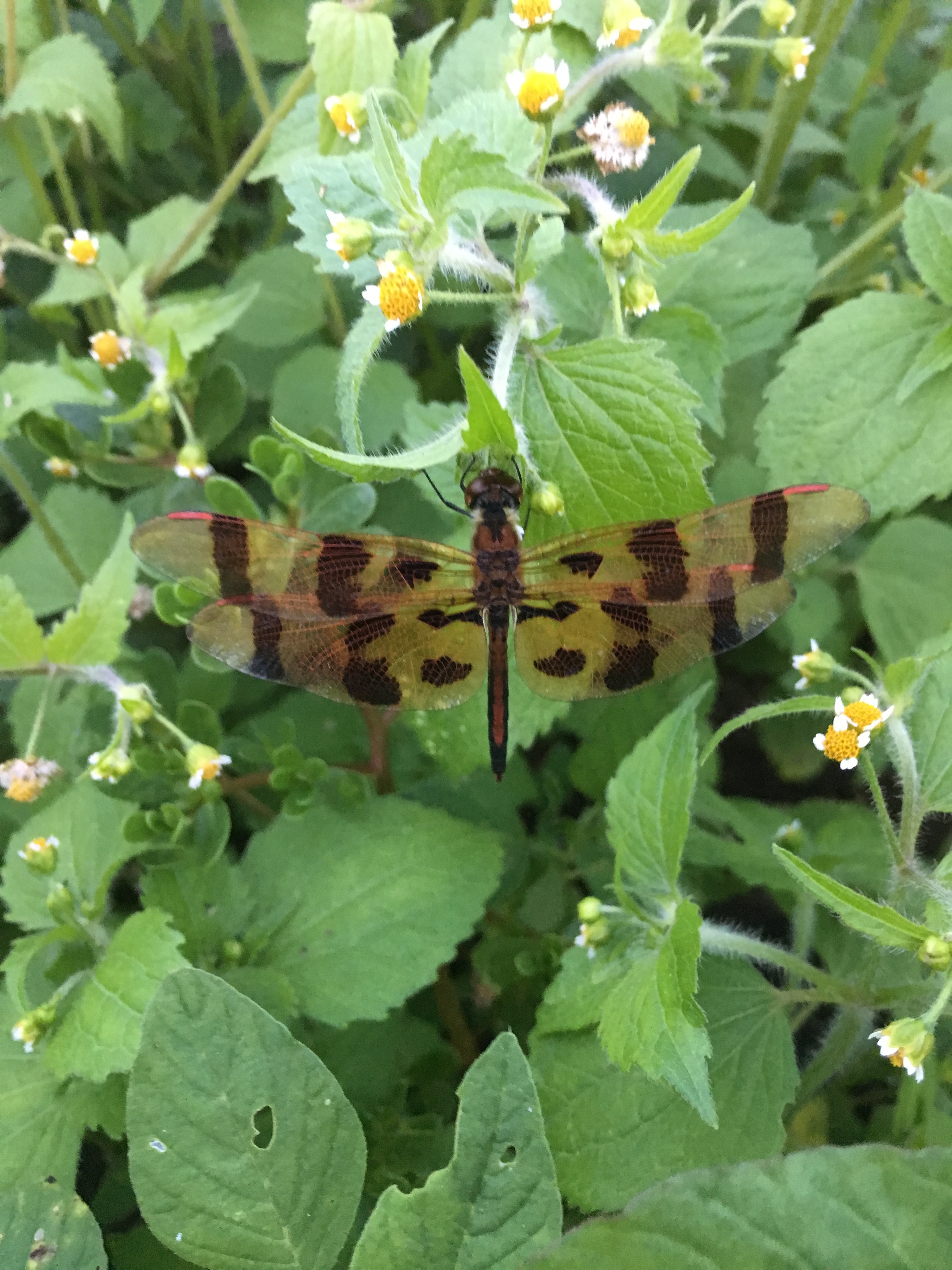 Dragon fly.jpg