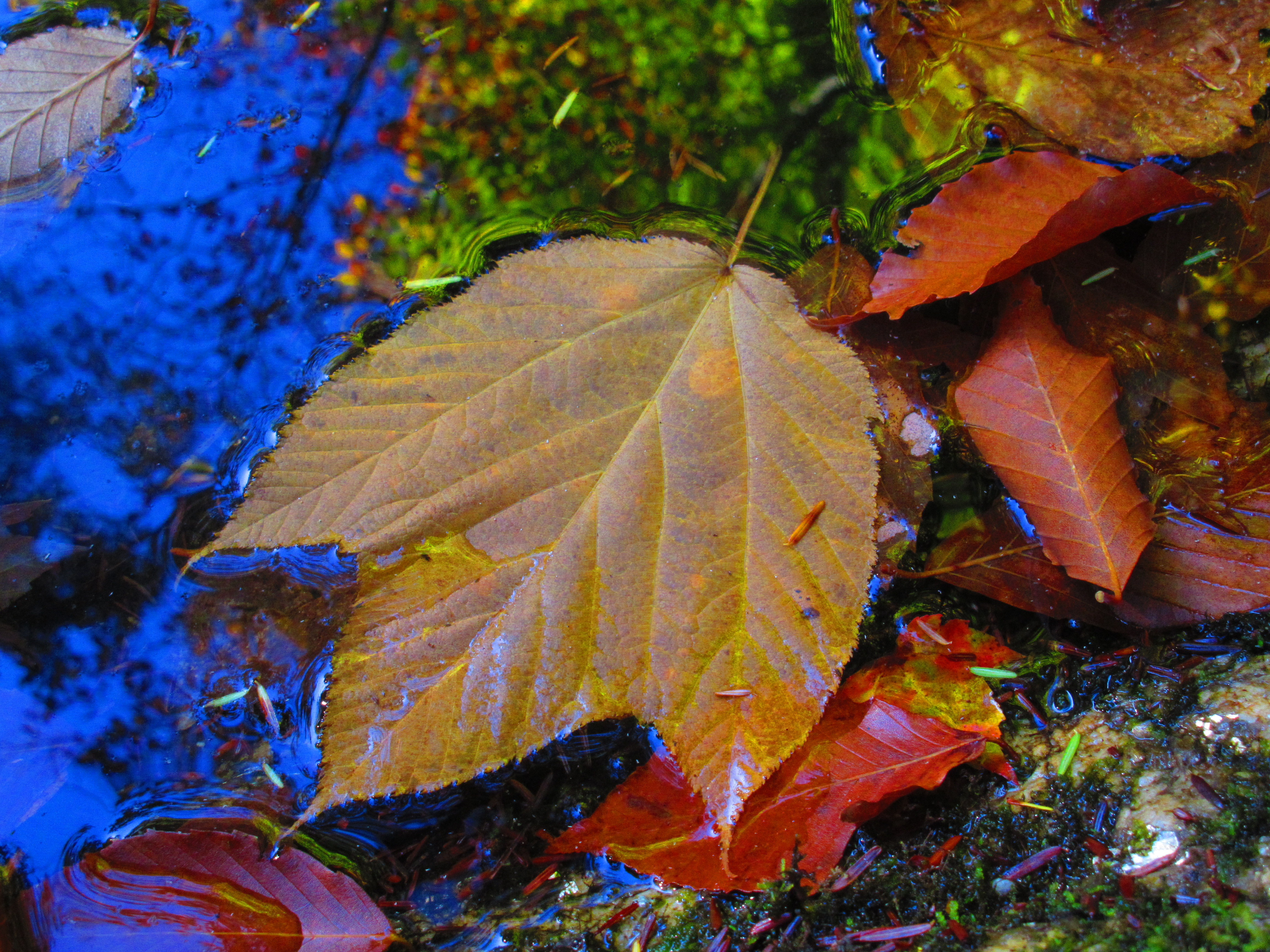 Fall is here.jpg