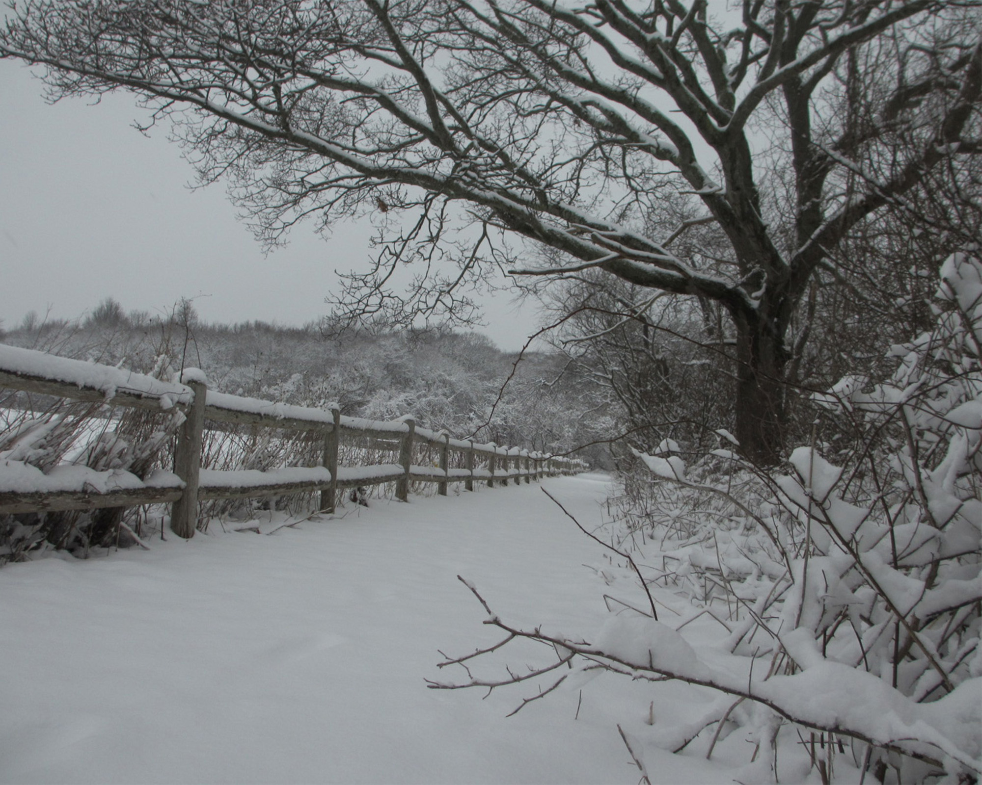 Fresh Snowfall.jpg