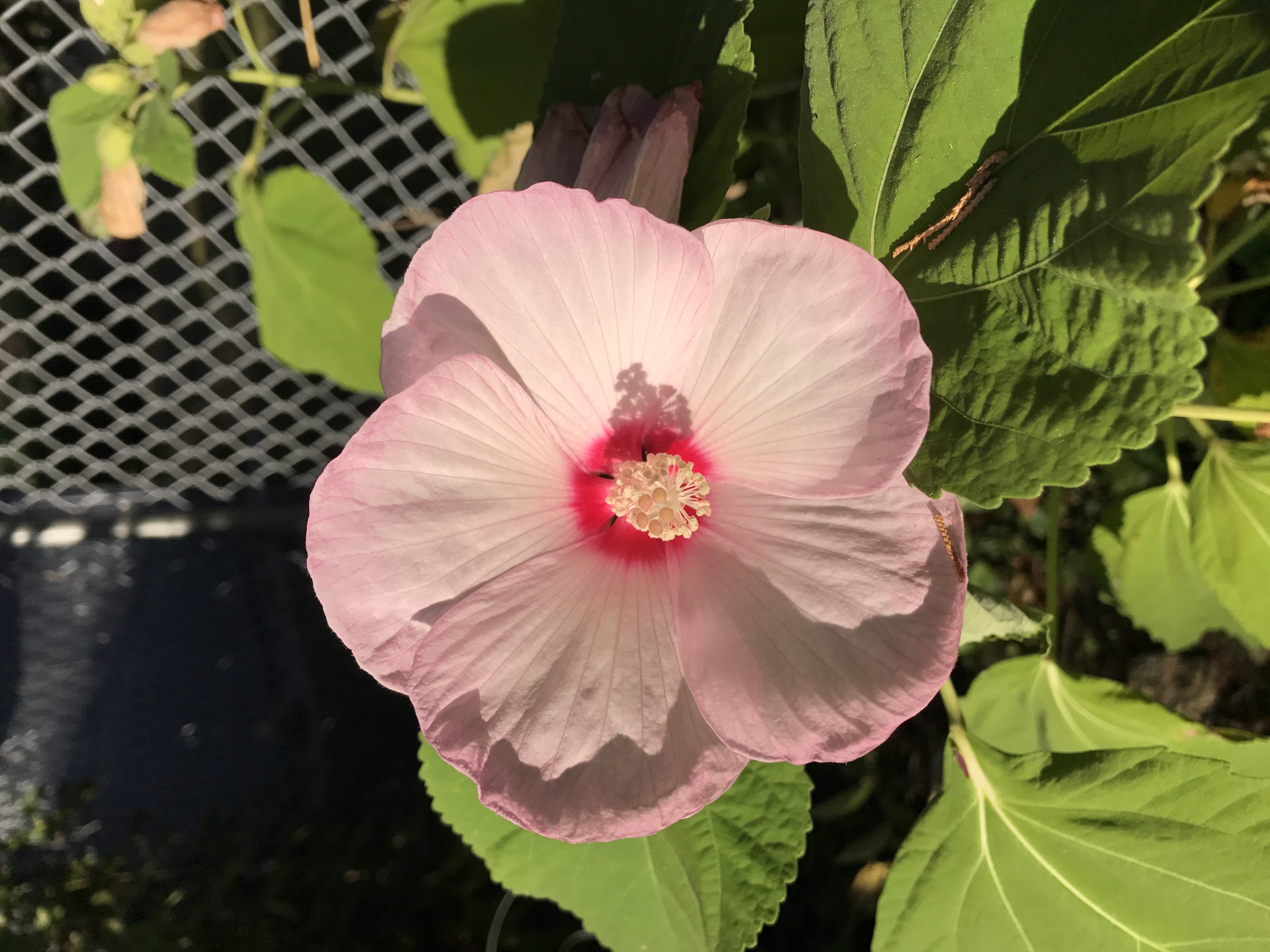 Marsh Mallow .jpg