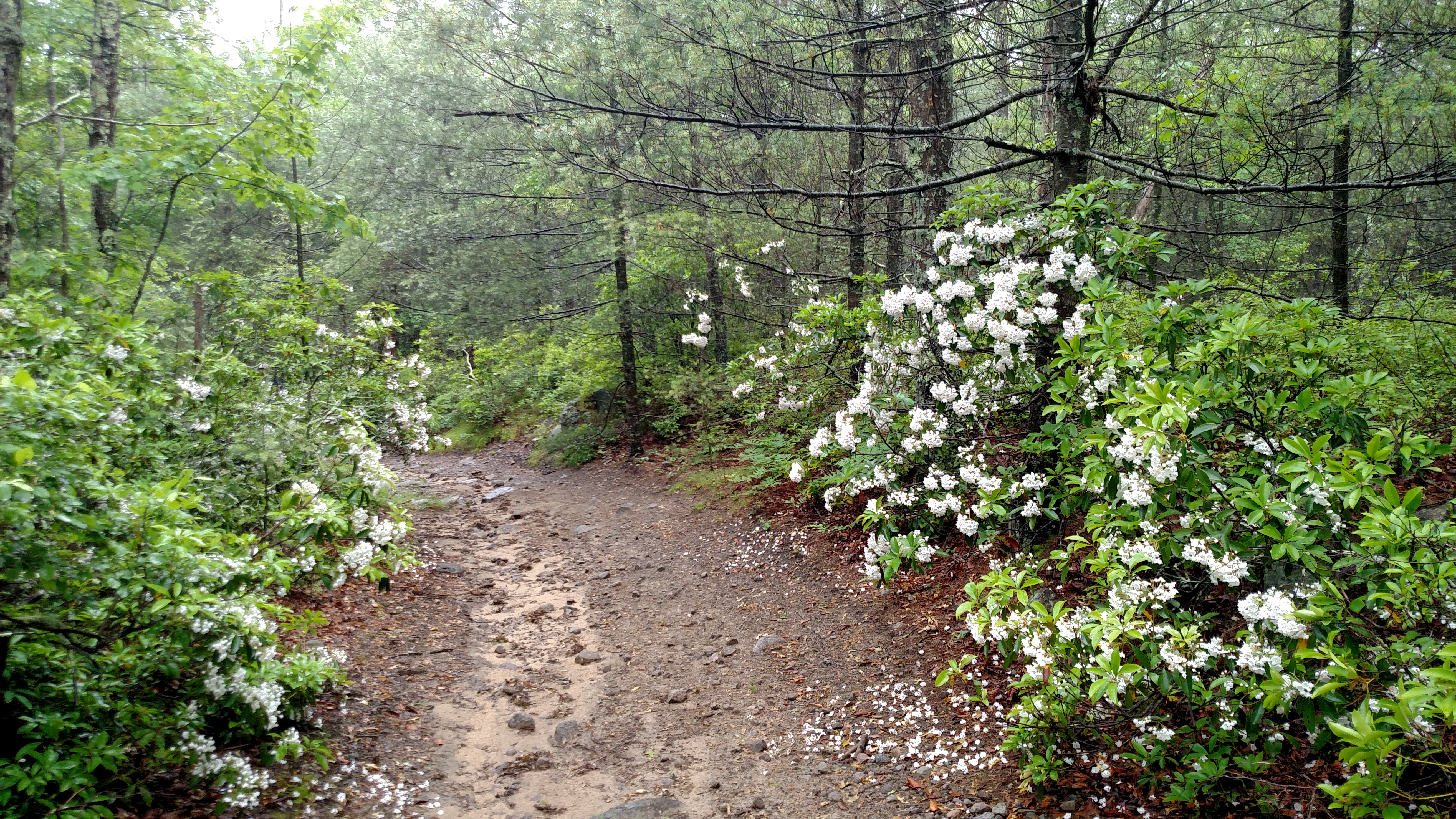 Welch Hollow.jpg