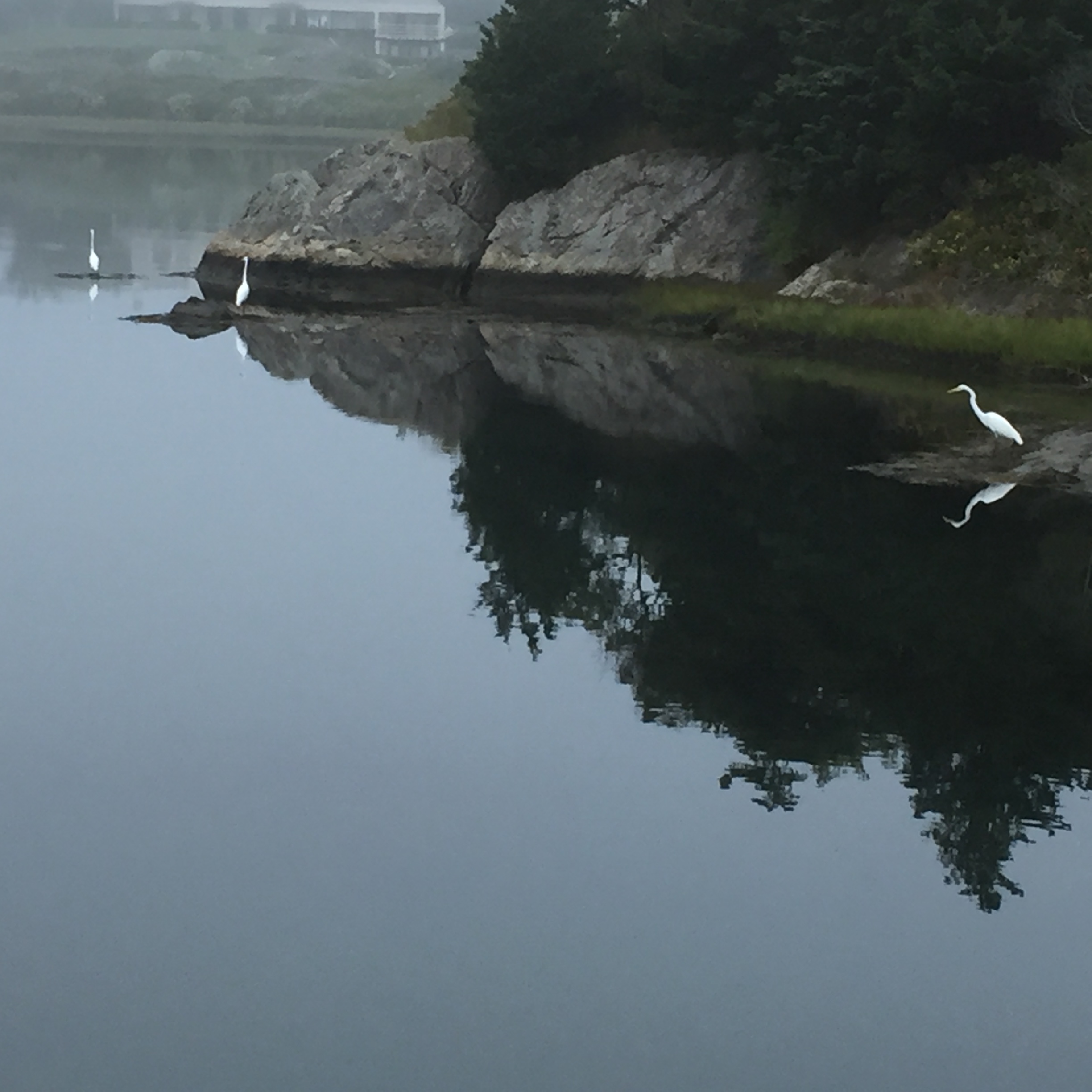 White Heron.jpg