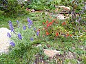 Alpine_Flowers.jpg