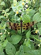 Dragon fly.jpg