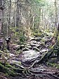 Enchanted Morning in the Woods.jpg