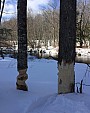 Evidence of Beavers.jpg