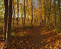 Fall Foliage.jpg