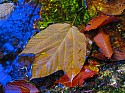 Fall is here.jpg