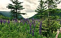 Lupine.jpg