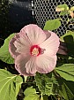 Marsh Mallow .jpg