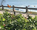 Monarch Migration.jpg