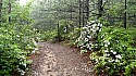 Welch Hollow.jpg