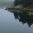 White Heron.jpg