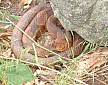snake.jpg