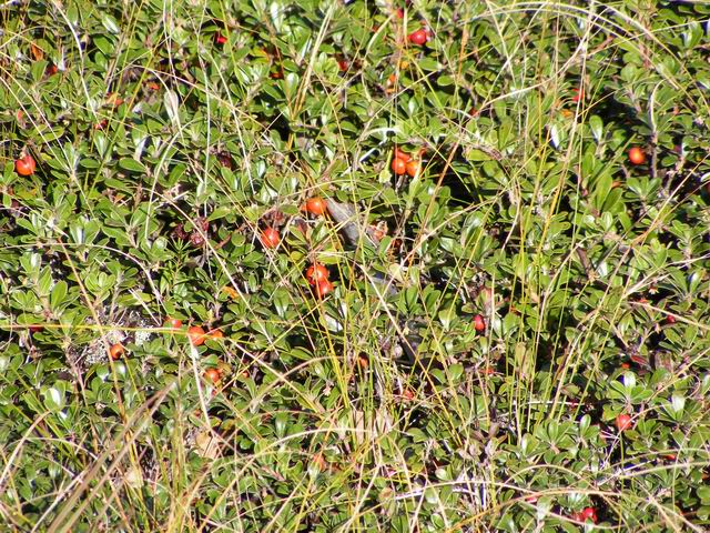 DSCF0616.JPG