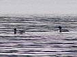 DSCF3564b.jpg