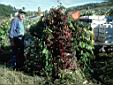 120_Grape_country.jpg