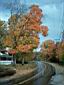 133_New_Hampshire_follage.jpg