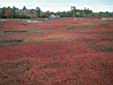 136_Blueberry_field.jpg
