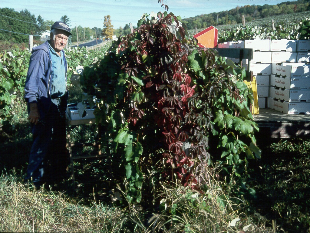 120 Grape country.jpg